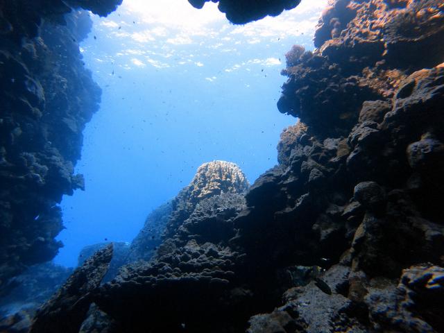 Plongée Sha'ab Claudia, Red Sea Governorate - Égypte — photo 5