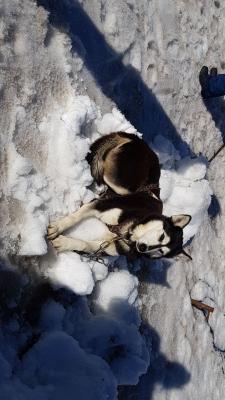 J5 - Chien de traîneau , Chastreix - France — photo 5