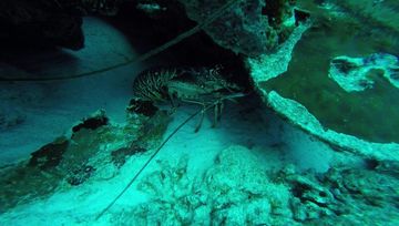 Plongée Oil Slick Leap, Kralendijk - Bonaire — photo 4