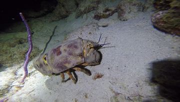 Plongée Salt Pier, Kralendijk - Bonaire — photo 2