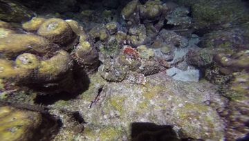 Plongée Salt Pier, Kralendijk - Bonaire — photo 5
