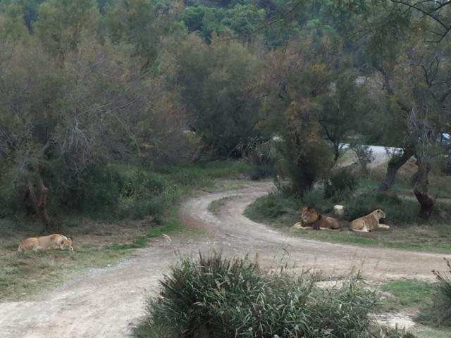 La réserve de Sigean, Sigean - France — photo 5