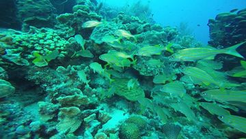 Plongée Jeff Davis, Kralendijk - Bonaire — photo 4