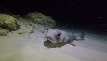 Plongée Hilma Hooker, Bonaire — photo 3