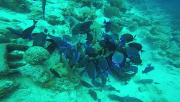Bari's Reef