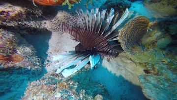 Plongée Andrea 2, Kralendijk - Bonaire — photo 3