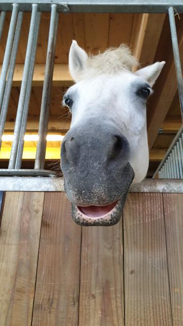 J5 - Cuisine et Poney, Villers-le-Lac - France — photo 3