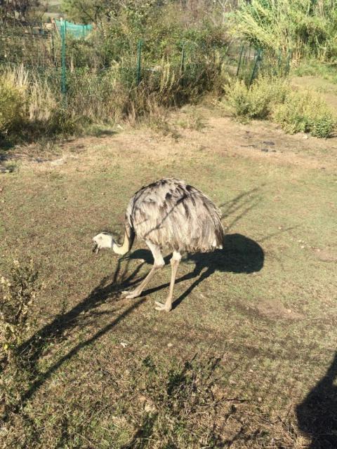 Corsica Zoo, Olmeta-di-Tuda - France — photo 4