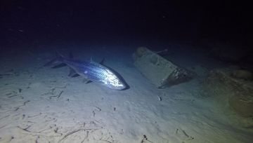 Plongée Bari's Reef, Kralendijk - Bonaire — photo 5