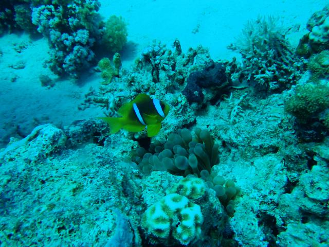 Plongée Pharaon Island, Taba - Égypte — photo 4