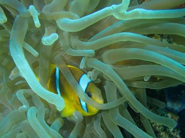 Plongée El Syoul El Kebeer, Hurghada - Égypte — photo 3