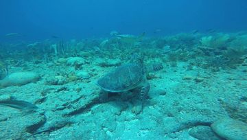 Turtles City