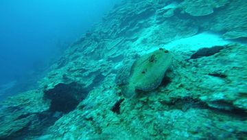 Plongée Oil Slick Leap, Kralendijk - Bonaire — photo 3