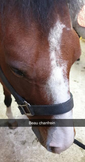 J5 - Cuisine et Poney, Villers-le-Lac - France — photo 4
