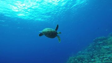 Plongée Karpata, Kralendijk - Bonaire — photo 5