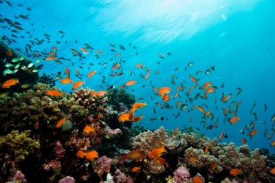 Plongée Abili Gazella, Marsa Alam - Égypte — photo 2