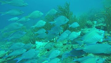 Plongée Andrea 2, Kralendijk - Bonaire — photo 4