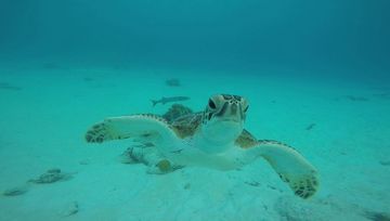 Plongée Salt Pier, Kralendijk - Bonaire — photo 3