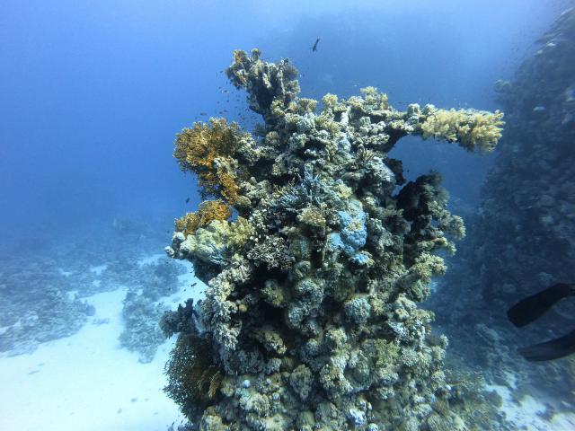 Sataya reef Dolphin house