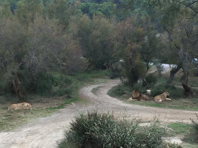 Sigean, Sigean - France — photo 5