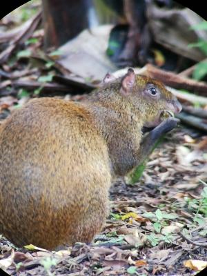 Jour 7 : Journée dans le parc national de Monteverde, Monte Verde - Costa Rica — photo 2