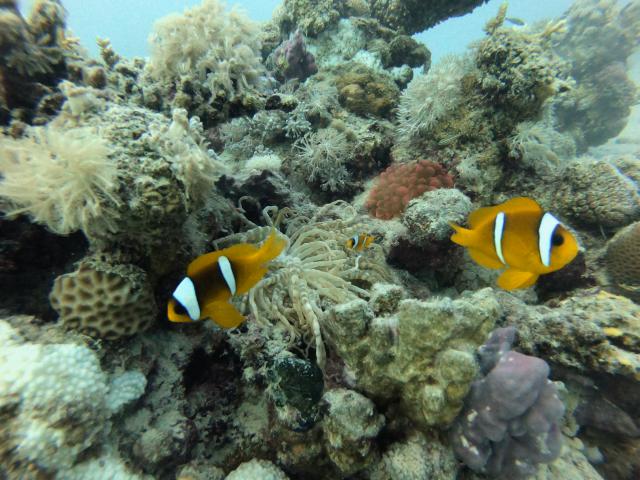 Plongée Wadi Lahami - Torfa, Red Sea Governorate - Égypte — photo 4