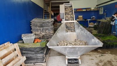 J5 - Ostréiculture, Blainville-sur-Mer - France — photo 2