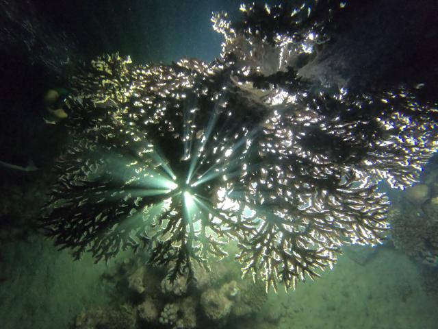 Plongée Wadi Lahami - Torfa, Red Sea Governorate - Égypte — photo 3