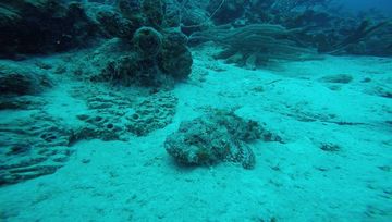 Plongée Bari's Reef, Kralendijk - Bonaire — photo 5
