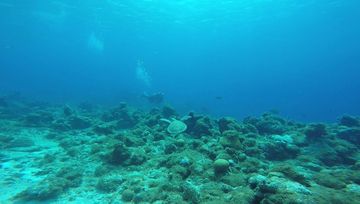 Plongée Boca Slagbaai, Kralendijk - Bonaire — photo 2