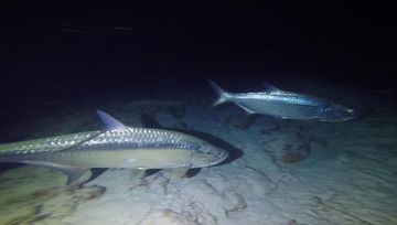 Plongée Bari's Reef, Kralendijk - Bonaire — photo 2