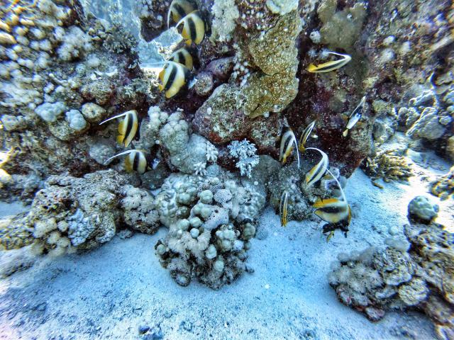 Plongée Galawa Big, Red Sea Governorate - Égypte — photo 3