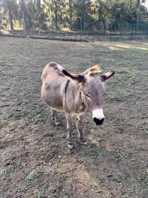 Corsica Zoo, Olmeta-di-Tuda - France — photo 2