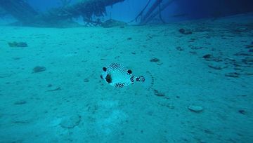 Plongée Hilma Hooker, Bonaire — photo 5