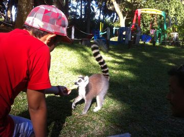 Calophyllum — photo 3
