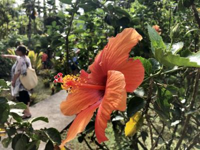 Le jardin de Balata, Fort-de-France - Martinique — photo 5