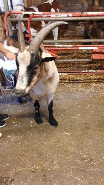 J4 - Ferme et jeux divers, Villers-le-Lac - France — photo 3