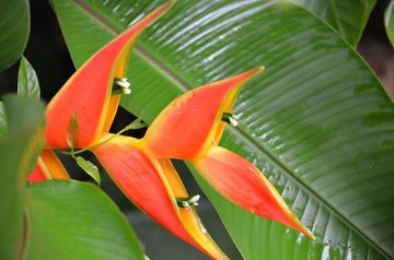  Hoomaluia botanical garden