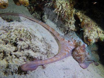Plongée Bari's Reef, Kralendijk - Bonaire — photo 4