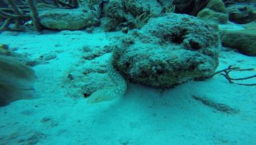 Plongée Sweet dreams, Kralendijk - Bonaire — photo 3