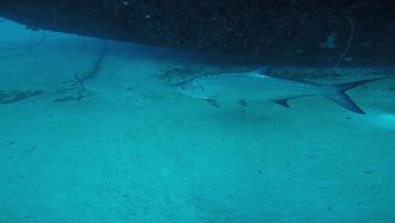 Plongée Hilma Hooker, Bonaire — photo 4