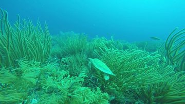 Plongée Vista Blue, Kralendijk - Bonaire — photo 5