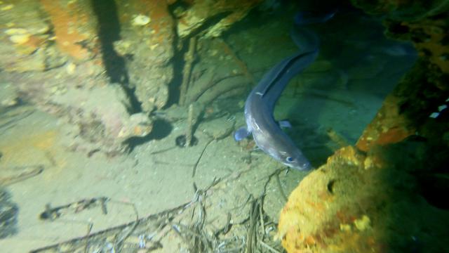 Plongée Espingole, Cavalaire-sur-Mer - France — photo 5