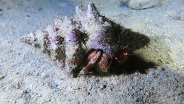Plongée Hilma Hooker, Bonaire — photo 5