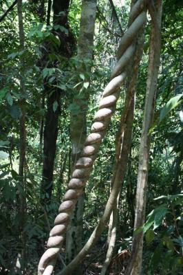 Mercredi : Trekking en fôret, Ko Lanta Yai - Thaïlande — photo 5
