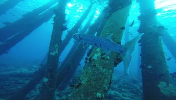 Plongée Salt Pier, Kralendijk - Bonaire — photo 3