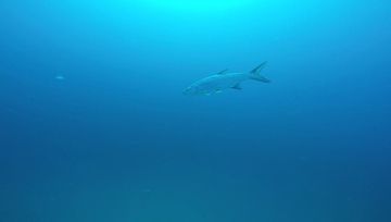Plongée Bari's Reef, Kralendijk - Bonaire — photo 4