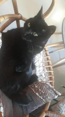 Bar à chats et retour, Amsterdam - Pays-Bas — photo 3