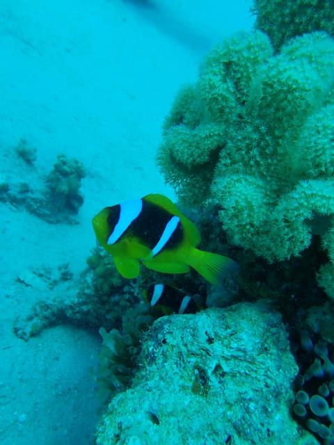 Plongée Maqabila, Taba - Égypte — photo 4
