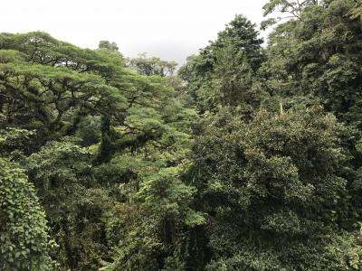 Jour 5 : Parc national d'Arenal - randonnées, Alajuela - Costa Rica — photo 3